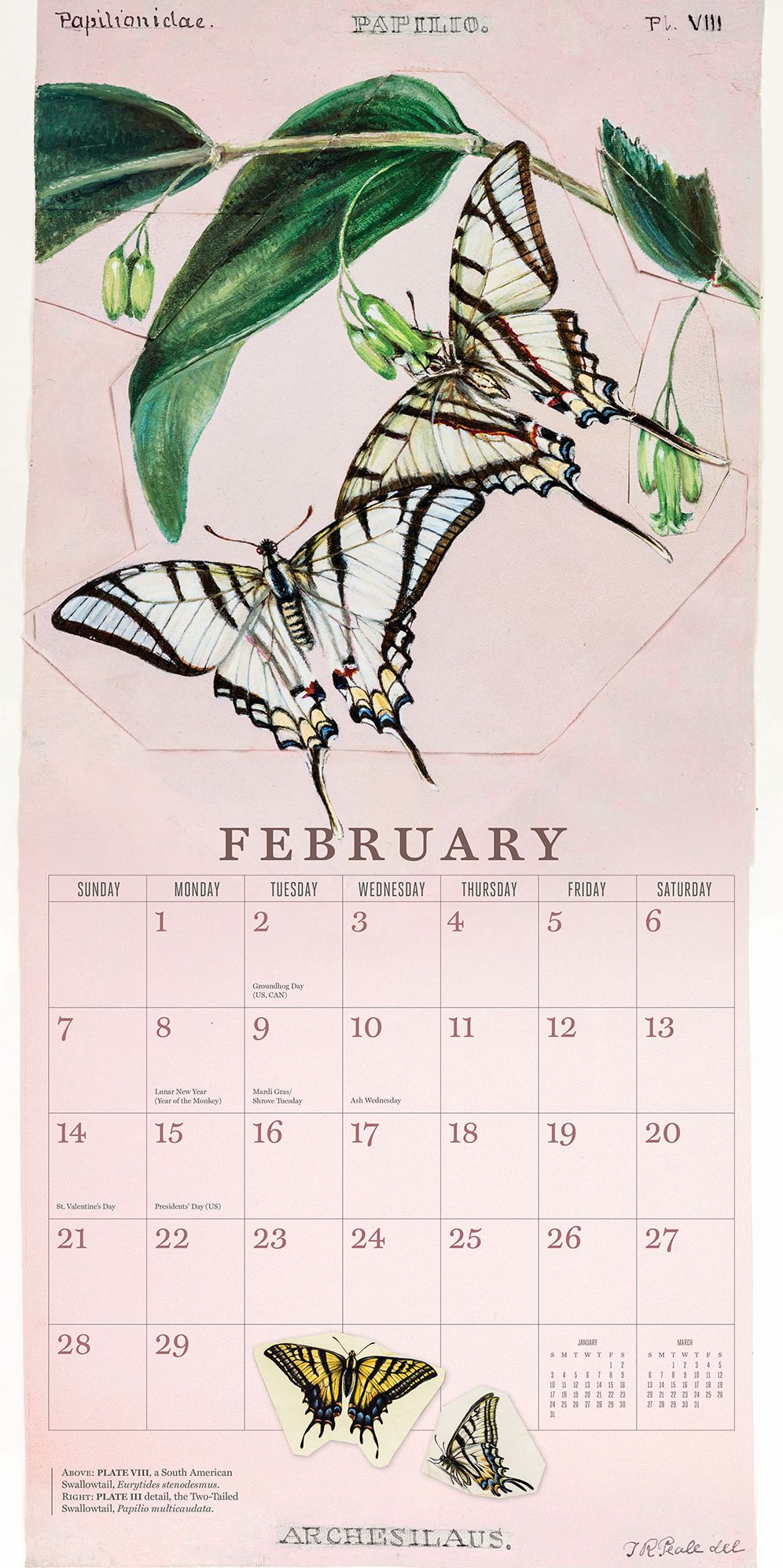 The Butterflies of Titian Ramsay Peale 2016 Wall Calendar