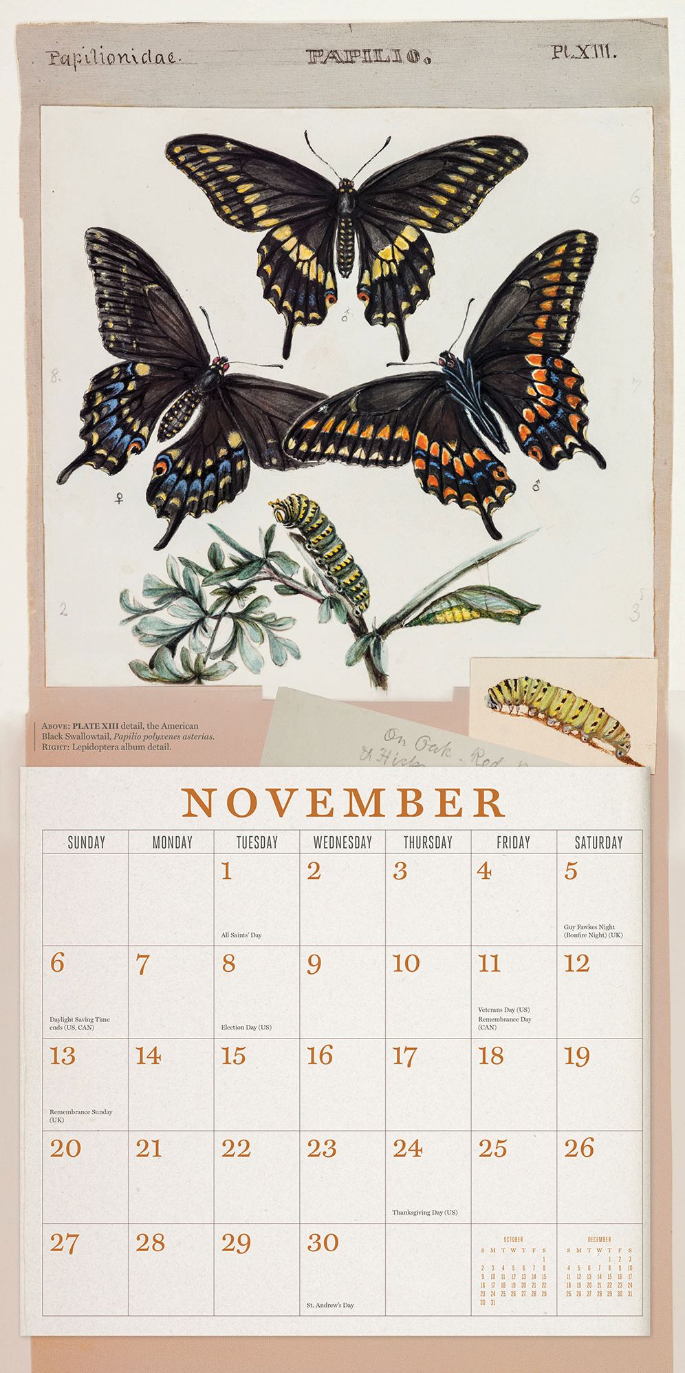 The Butterflies of Titian Ramsay Peale 2016 Wall Calendar