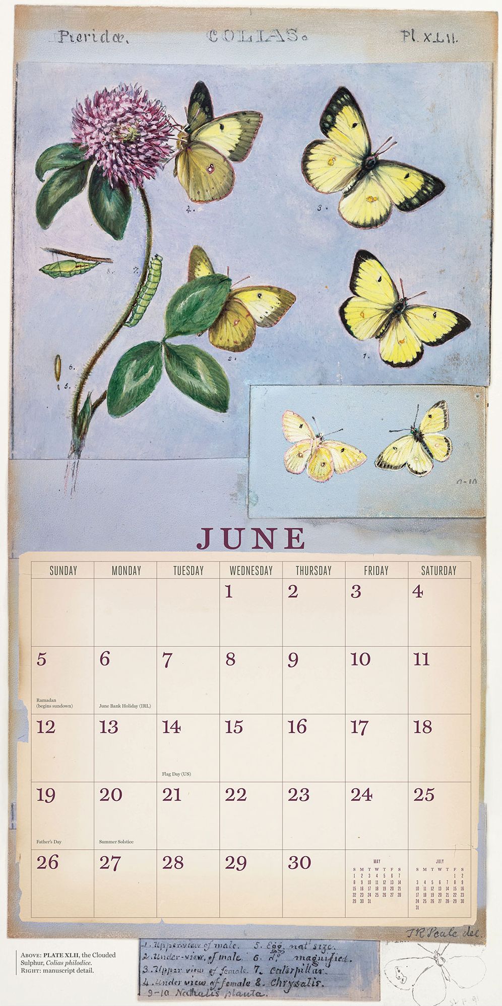 The Butterflies of Titian Ramsay Peale 2016 Wall Calendar