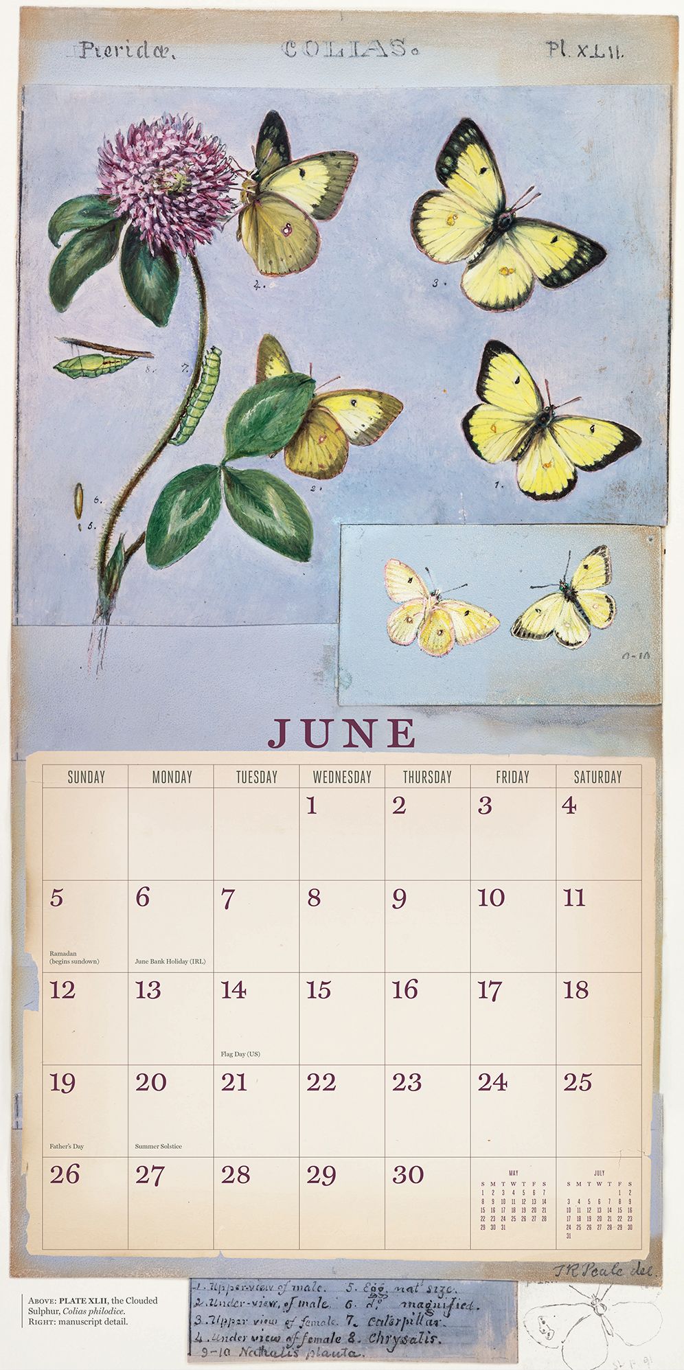 The Butterflies of Titian Ramsay Peale 2016 Wall Calendar