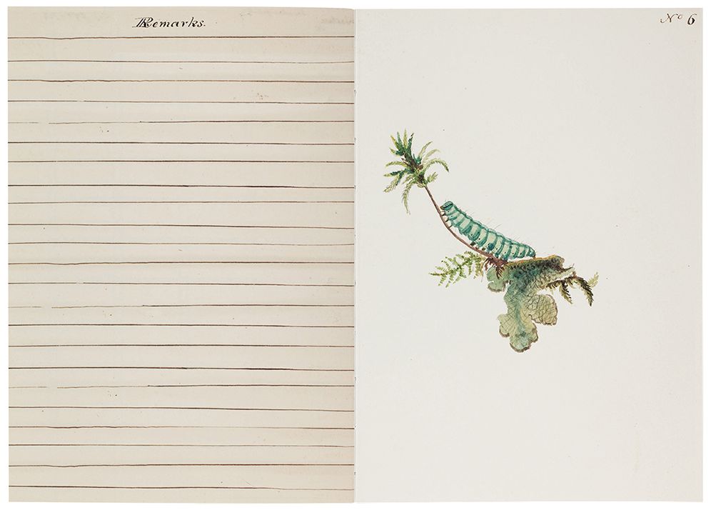 The Butterflies of Titian Ramsay Peale Journal