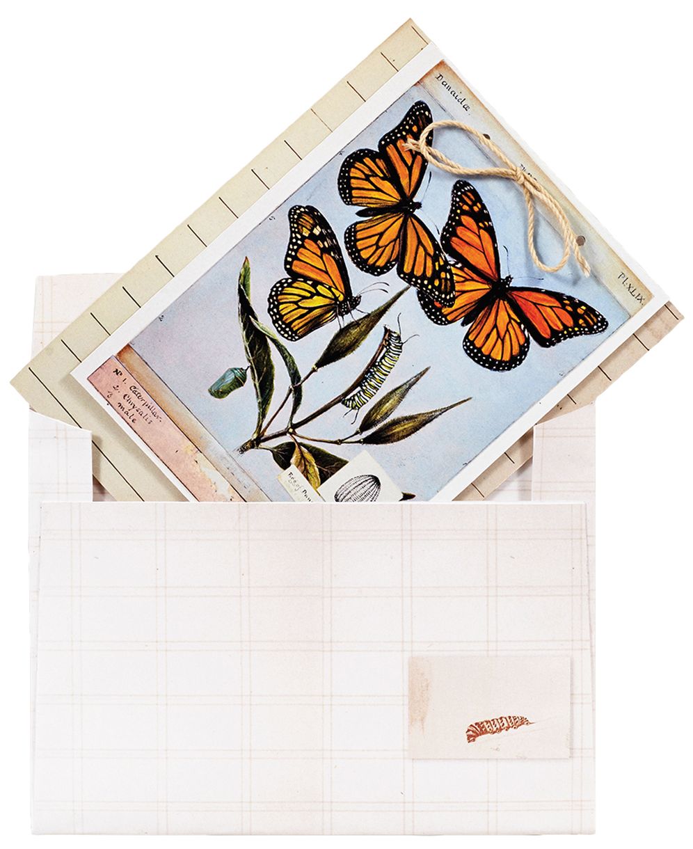 The Butterflies of Titian Ramsay Peale Notecards
