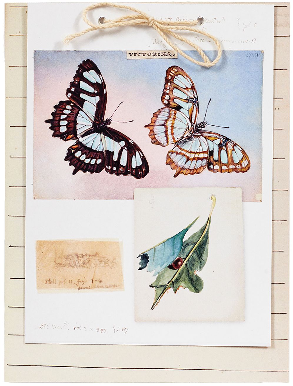 The Butterflies of Titian Ramsay Peale Notecards