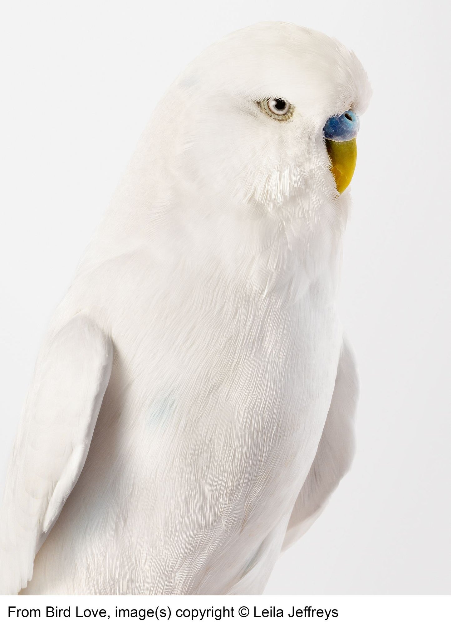 Bird Love: A Photography Book
