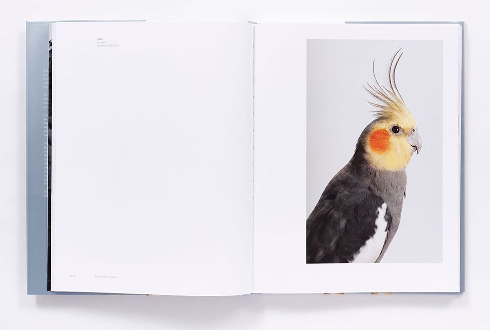 Bird Love: A Photography Book
