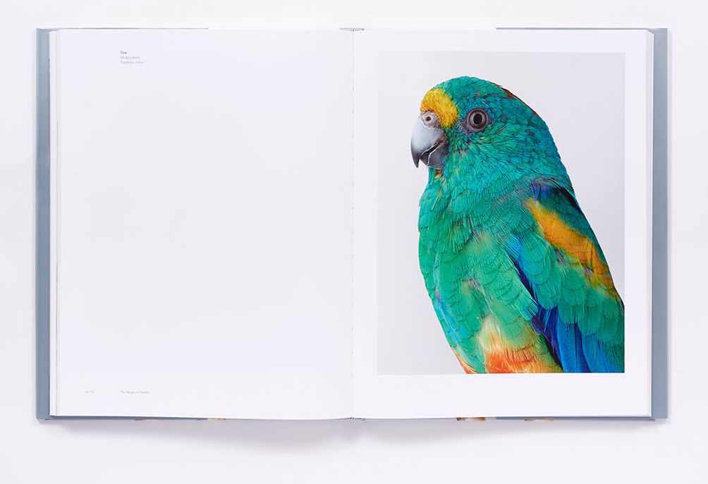 Bird Love: A Photography Book