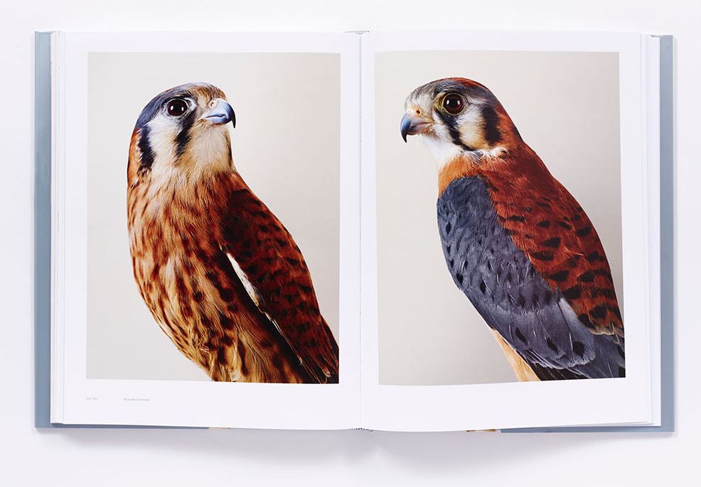 Bird Love: A Photography Book