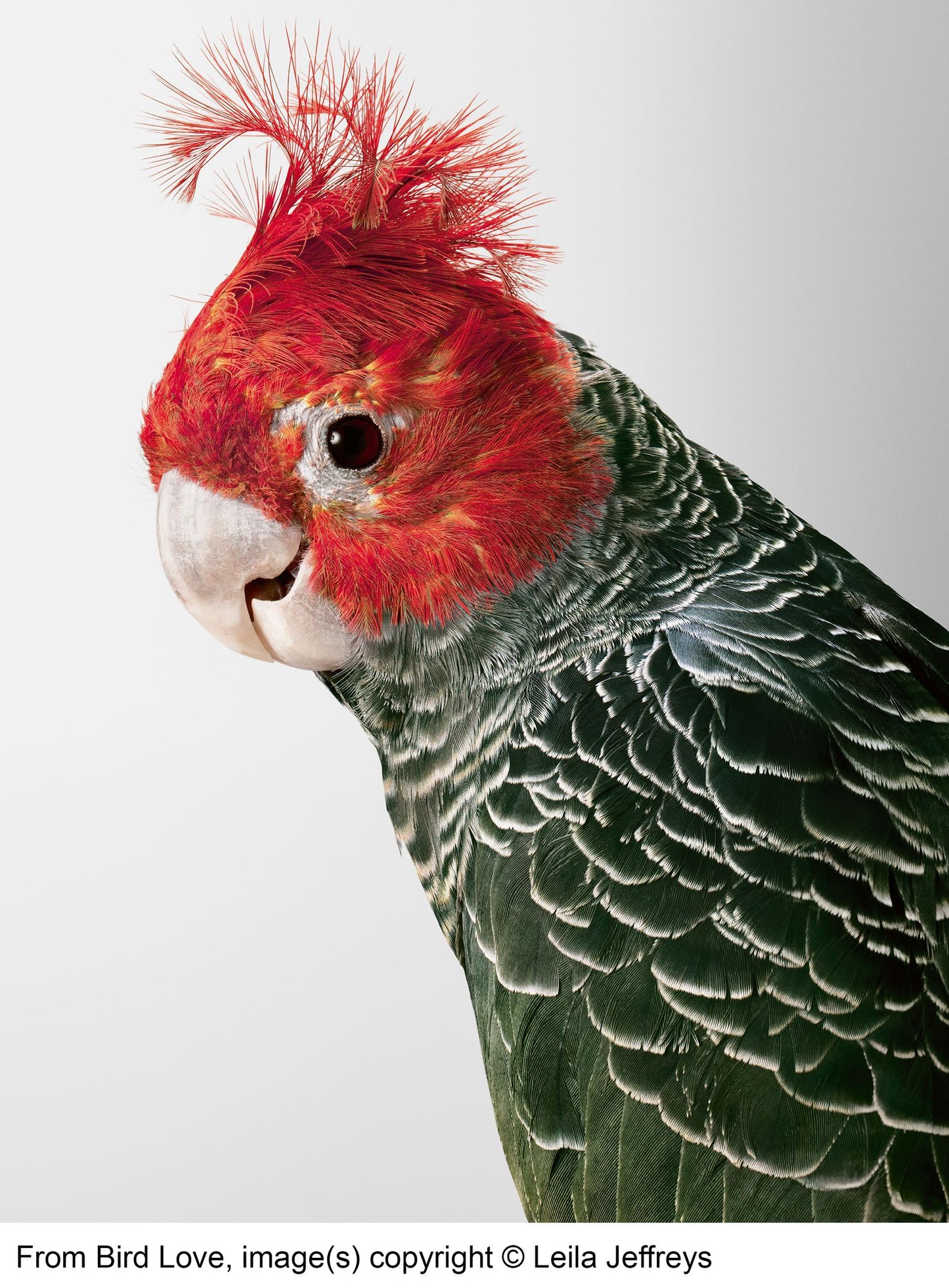 Bird Love: A Photography Book