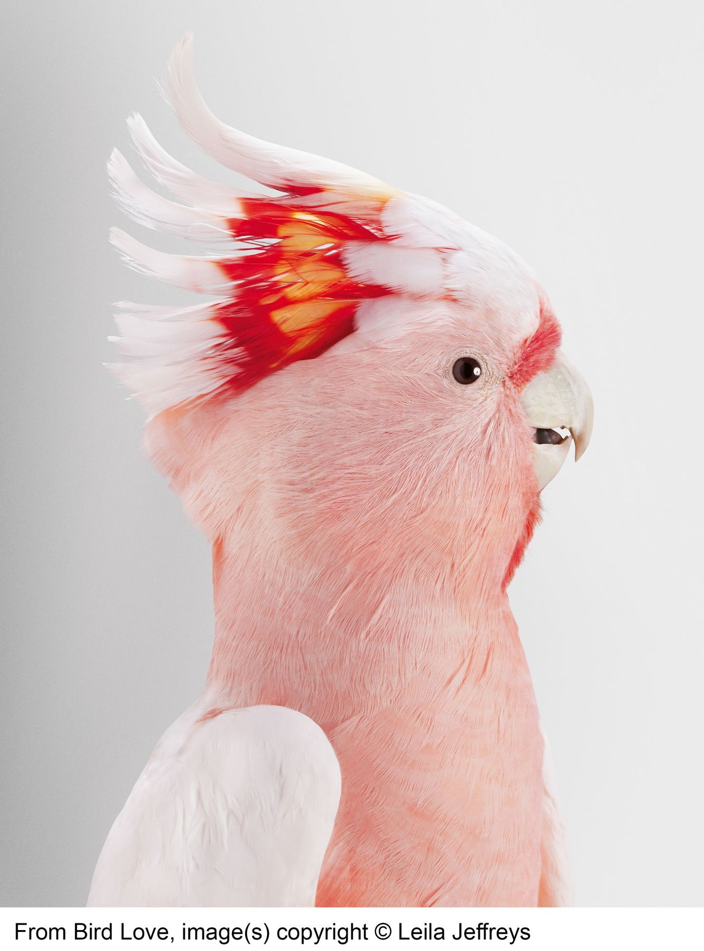 Bird Love: A Photography Book