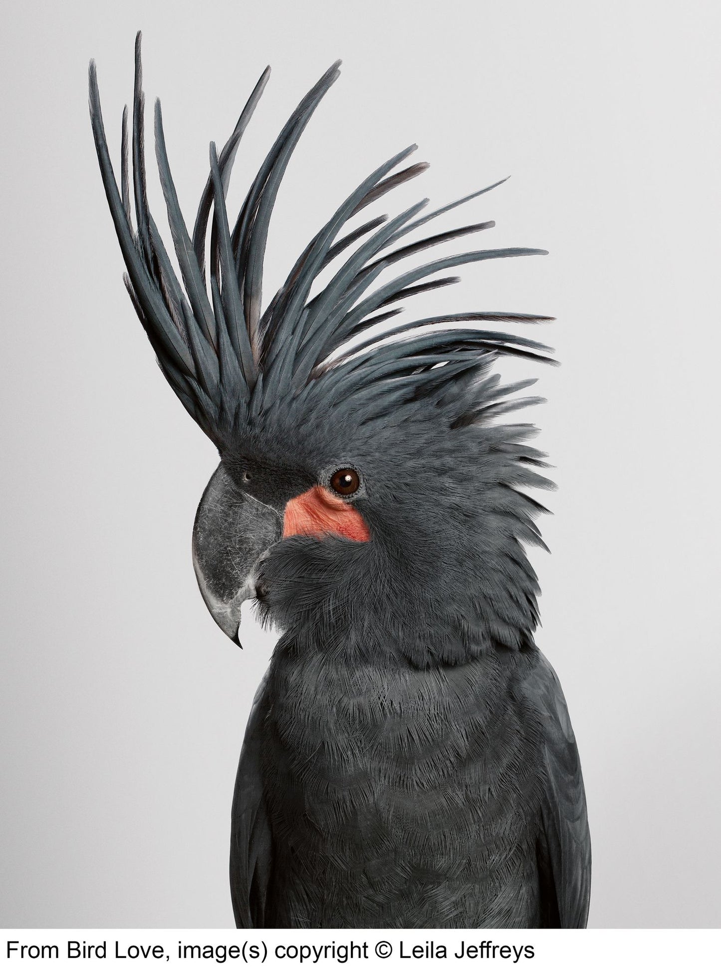 Bird Love: A Photography Book