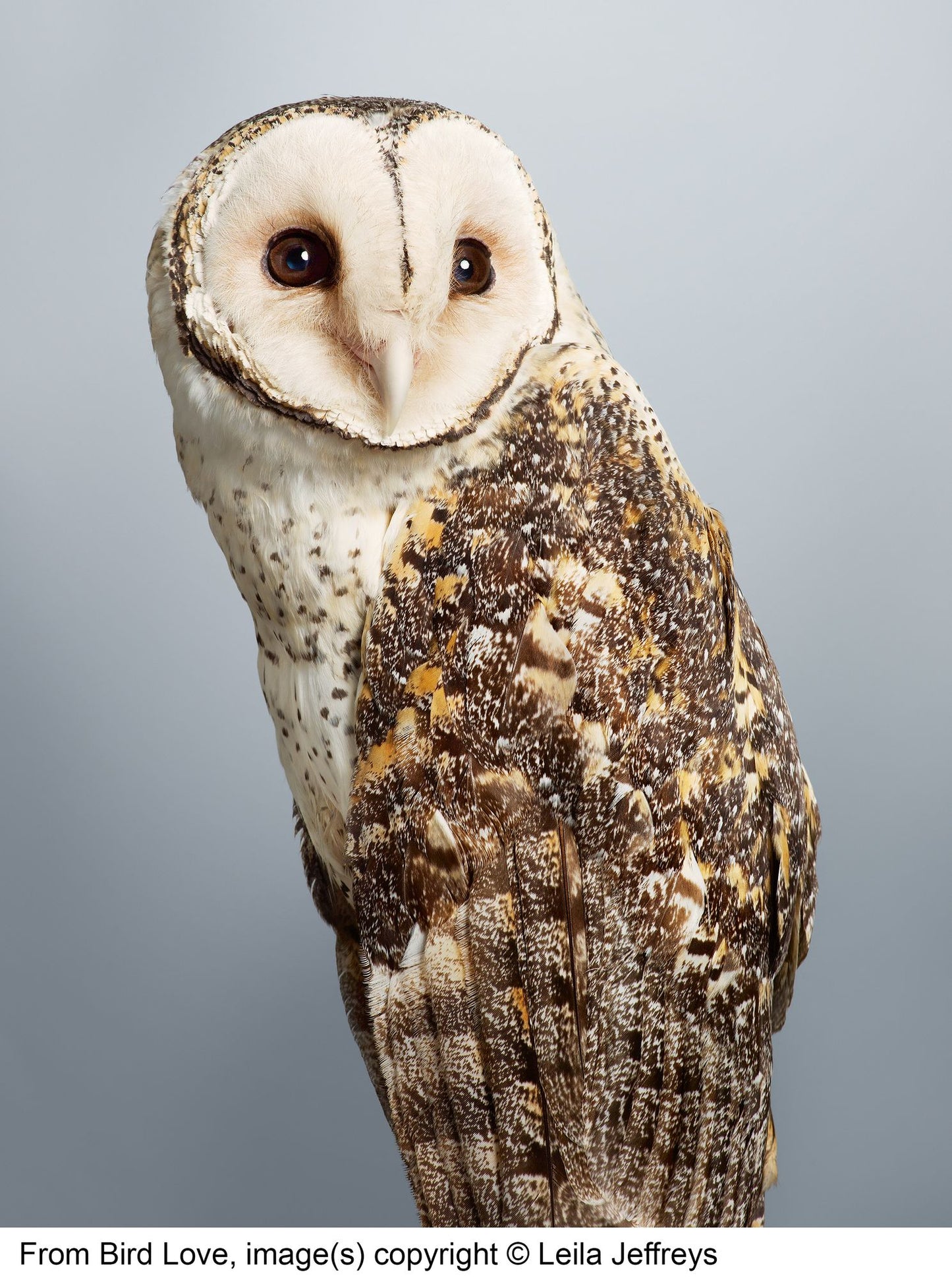 Bird Love: A Photography Book
