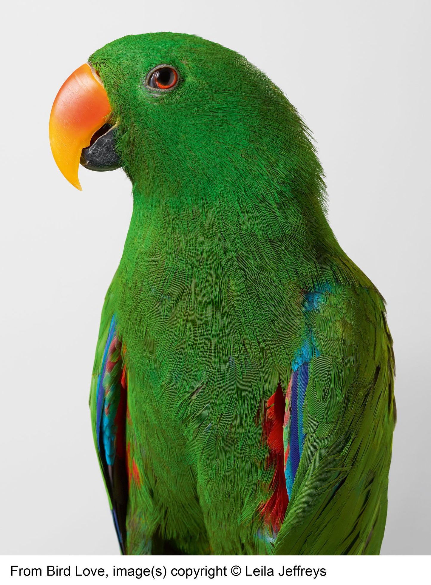 Bird Love: A Photography Book