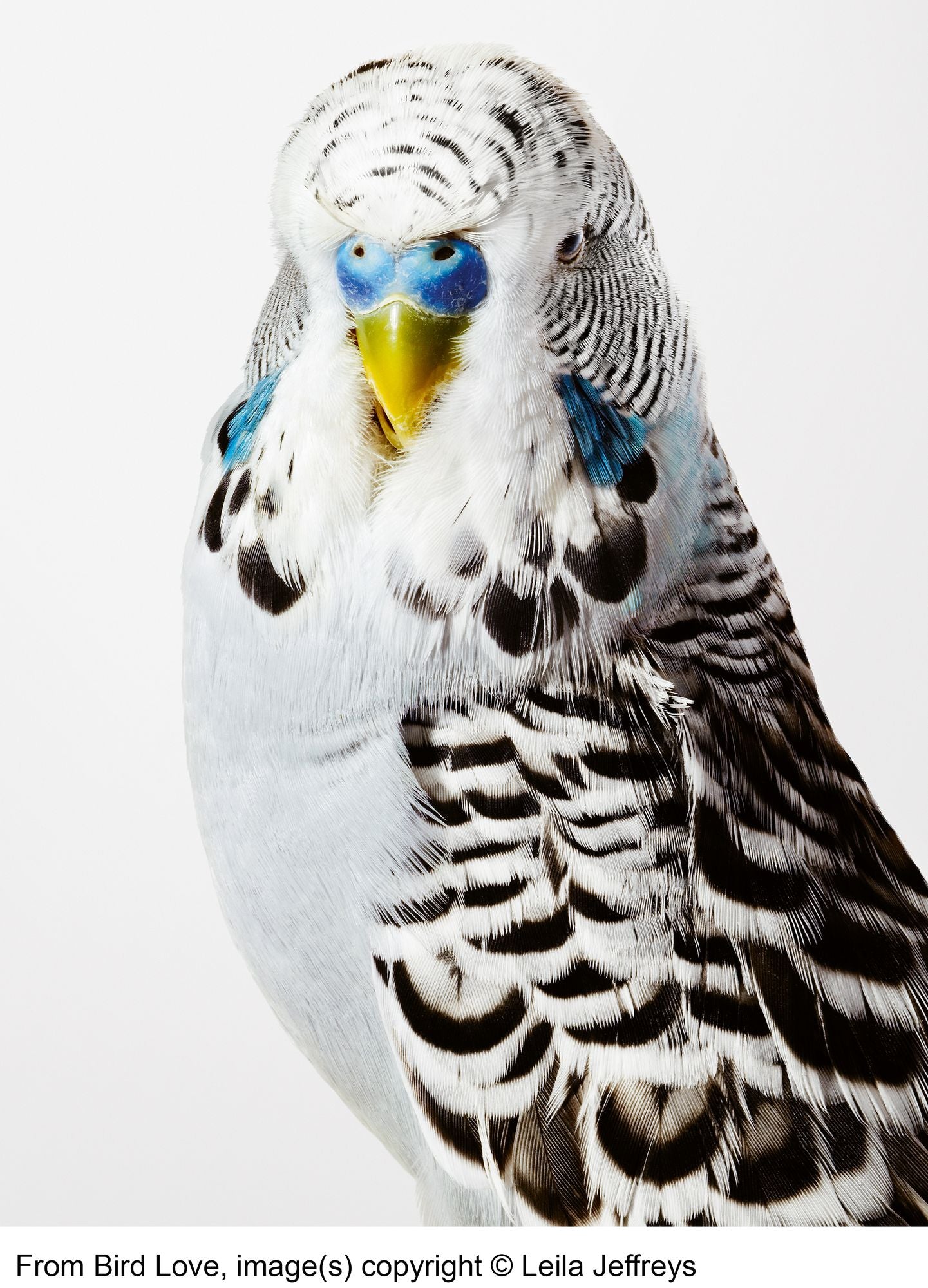 Bird Love: A Photography Book