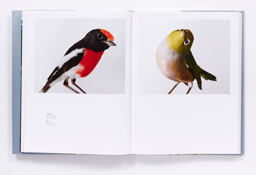 Bird Love: A Photography Book