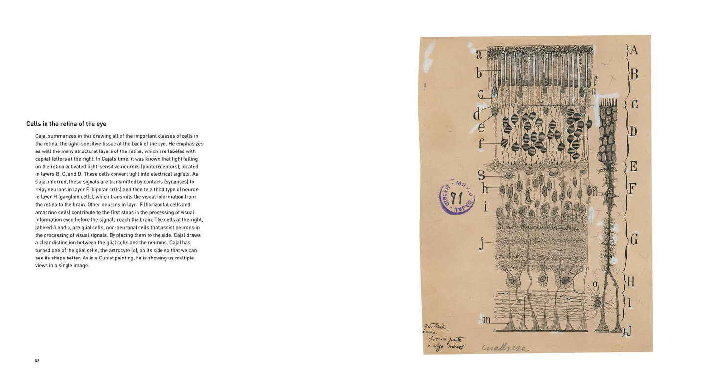 The Beautiful Brain: The Drawings of Santiago Ramon y Cajal