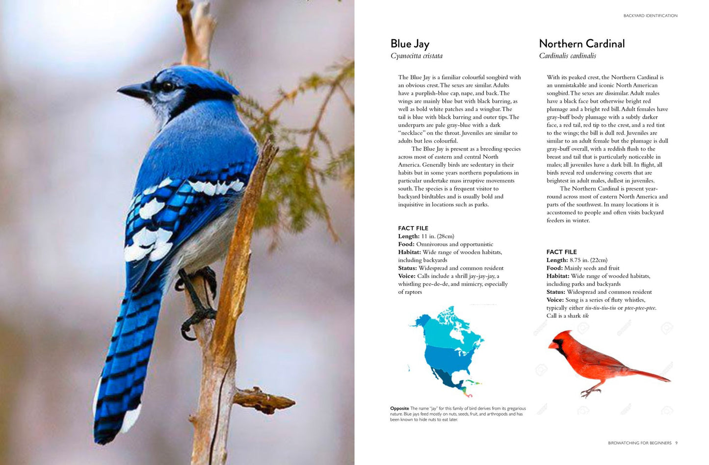 The Backyard Birdwatcher's Bible: Birds, Behaviors, Habitats, Identification, Art & Other Home Crafts