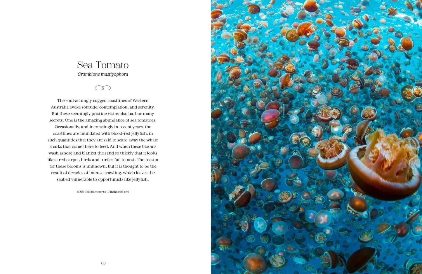 Shapeshifters: The Wondrous World of Jellyfish