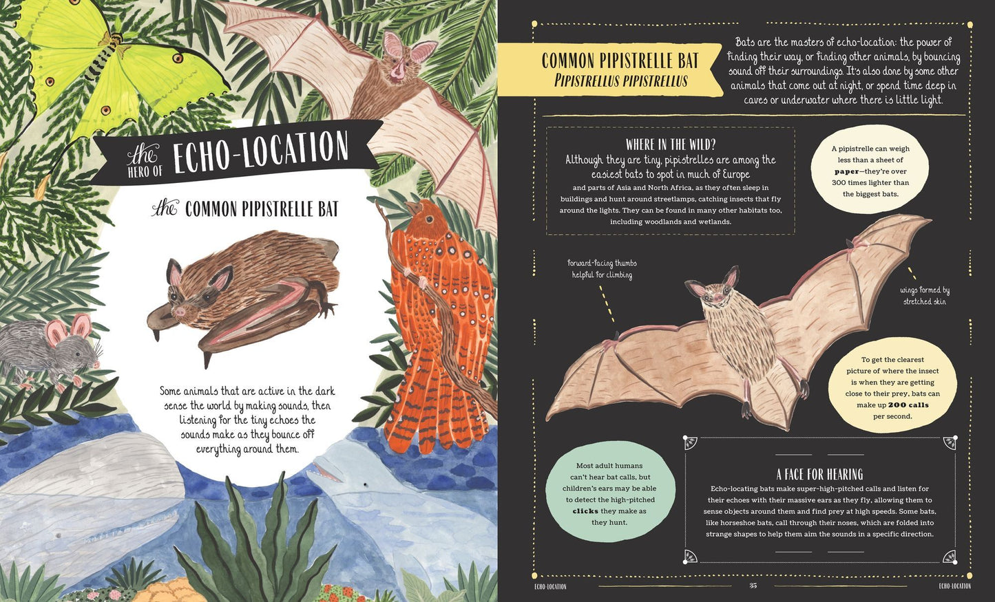 Wild: A Family Guide to the Animal Kingdom