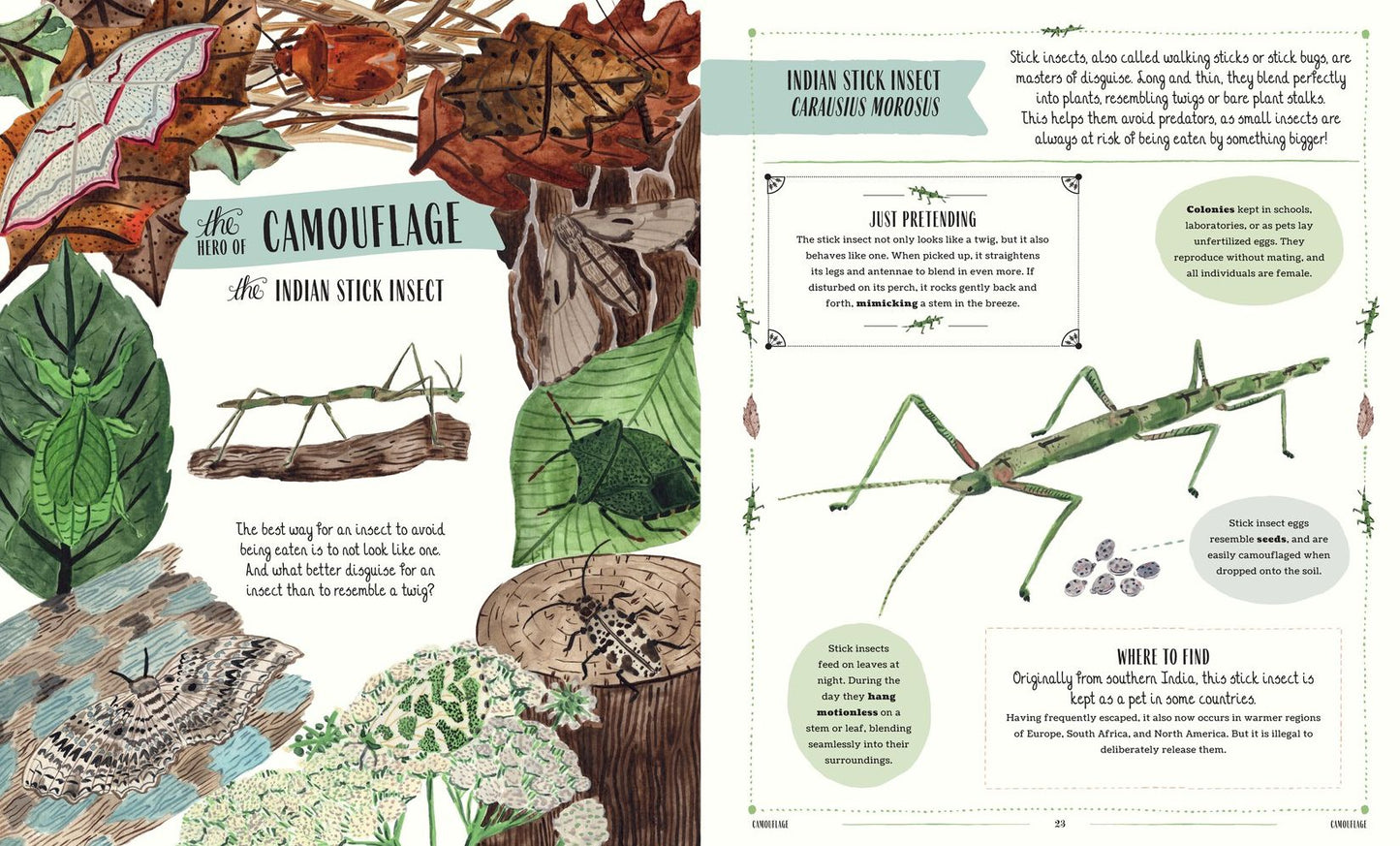 Buzz: A Family Guide to Bugs and How to Spot Them
