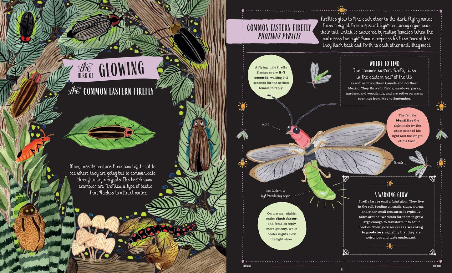 Buzz: A Family Guide to Bugs and How to Spot Them