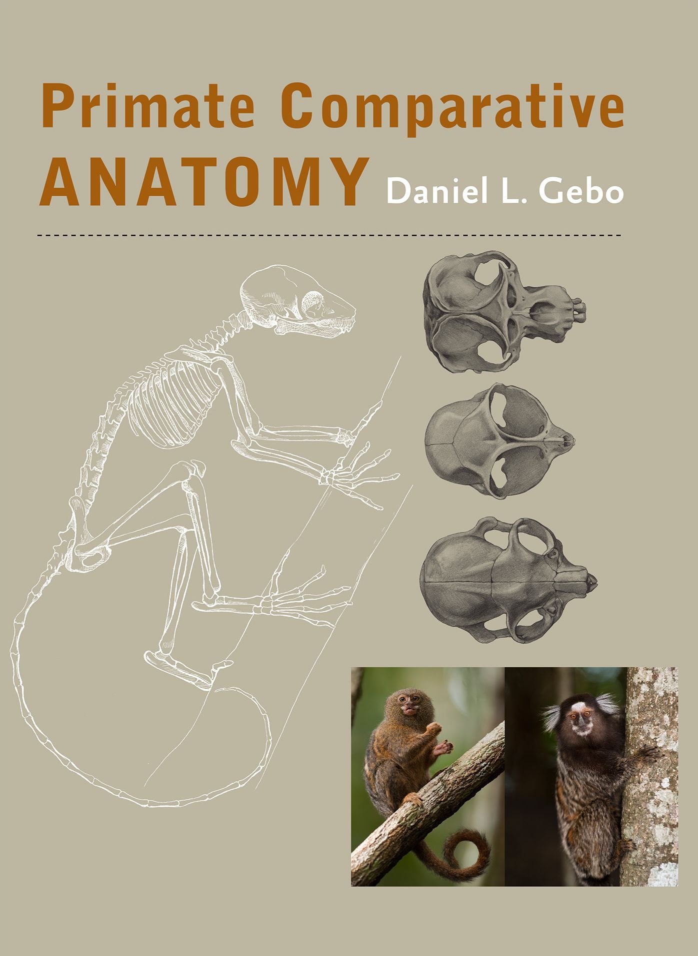 Primate Comparative Anatomy