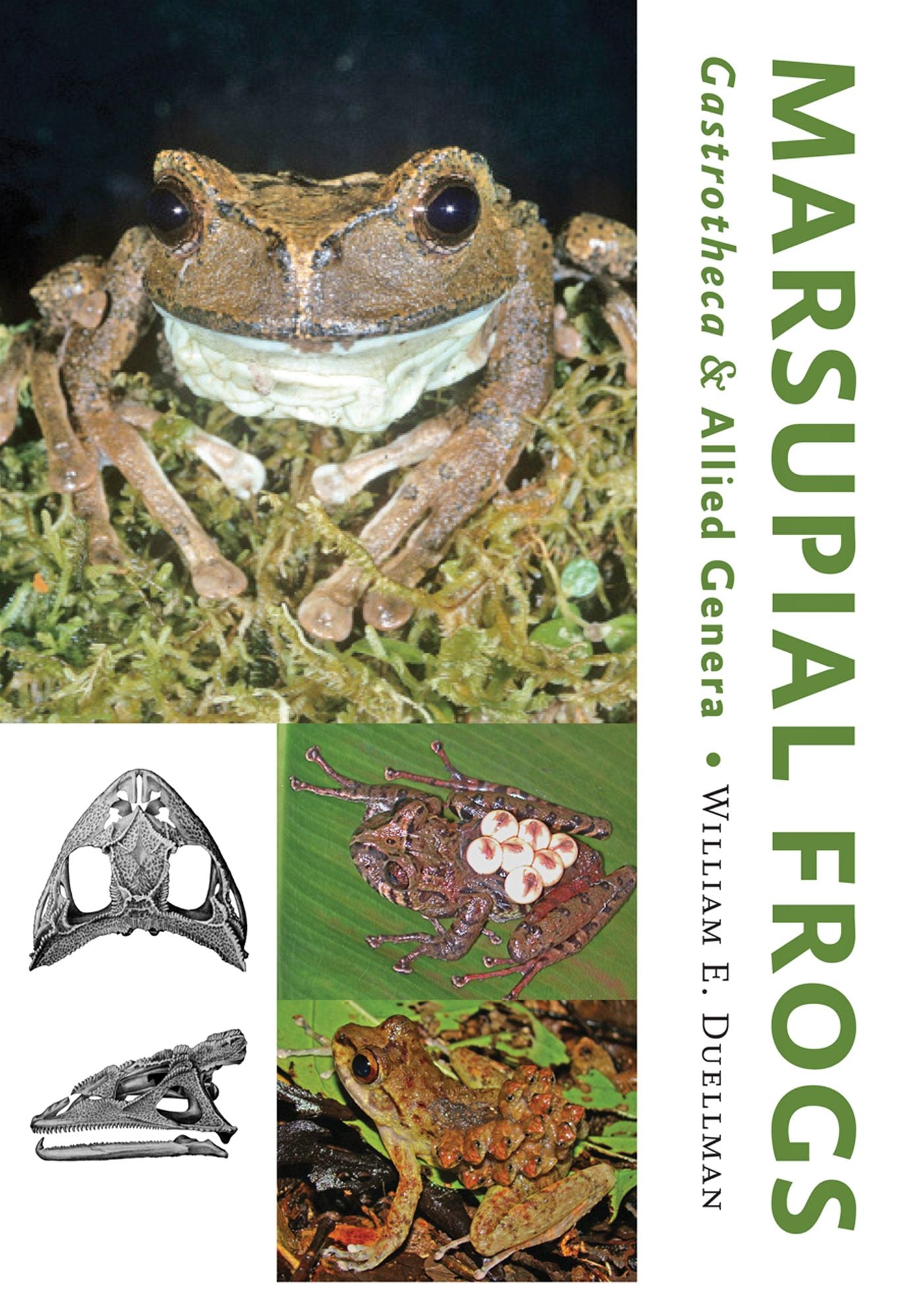 Marsupial Frogs: Gastrotheca and Allied Genera
