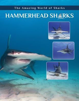 Hammerhead Sharks