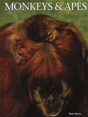Monkeys & Apes