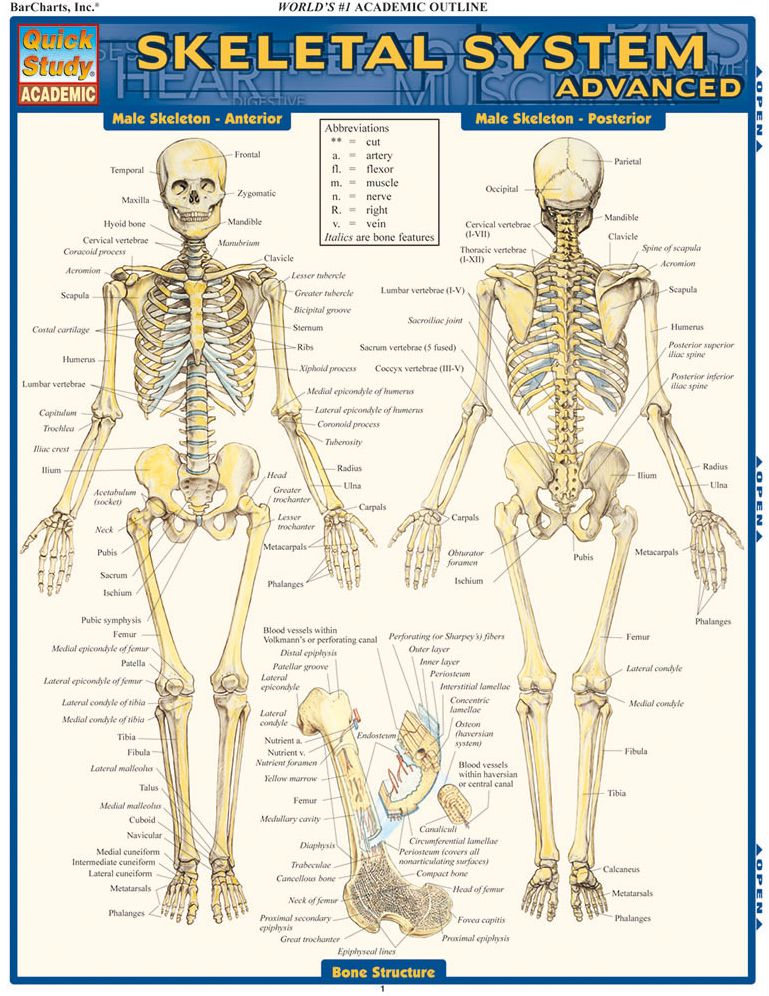 Skeletal System: Advanced