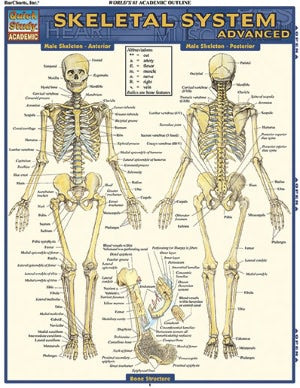 Skeletal System: Advanced
