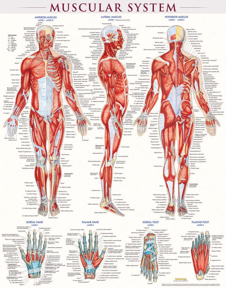 Muscular System-Laminated