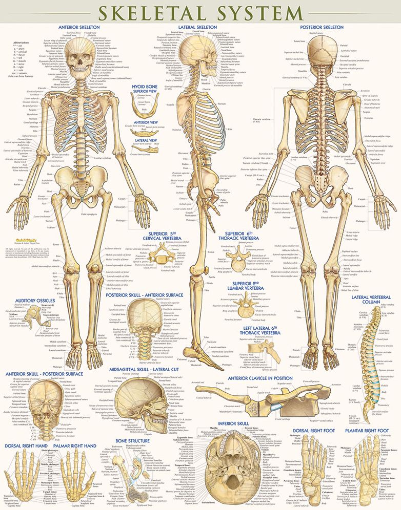 Skeletal System-Laminated