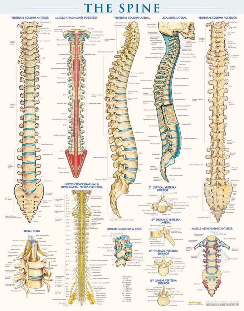 Spine-Laminated