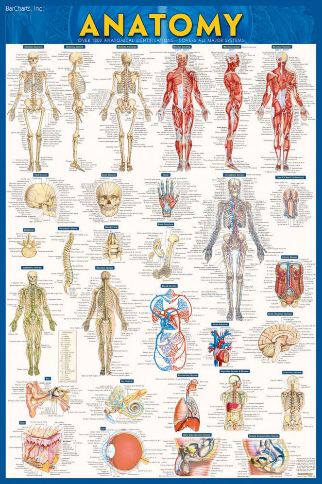 Anatomy - Laminated Poster (24 x 36): a QuickStudy reference tool