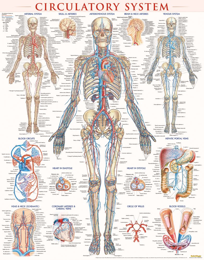Circulatory System