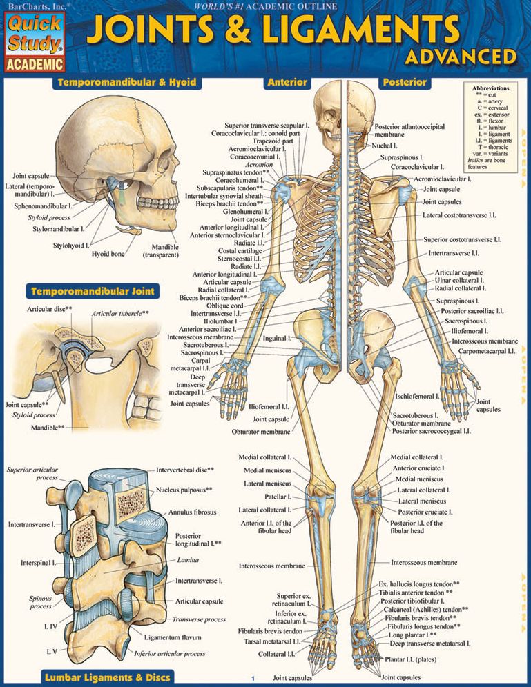 Joints & Ligaments Advanced