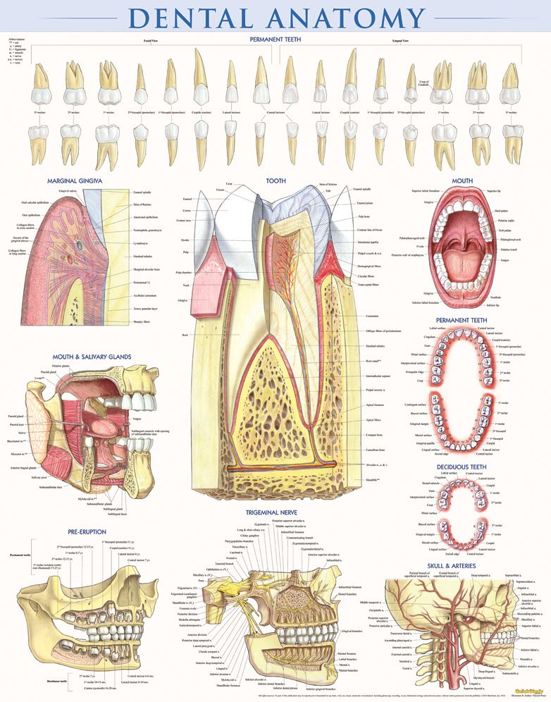 Dental Anatomy