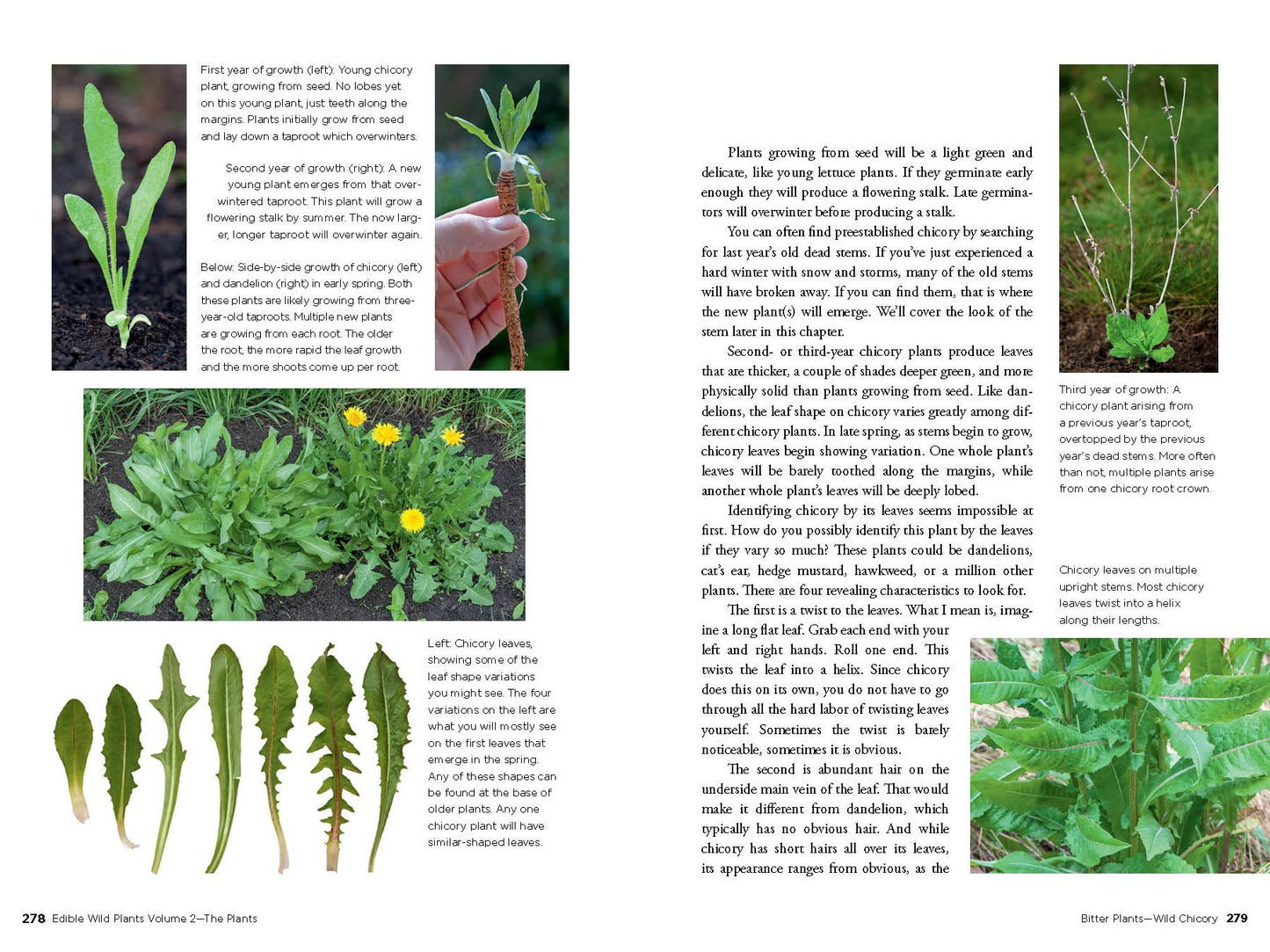 Edible Wild Plants, Vol. 2: Wild Foods from Foraging to Feasting