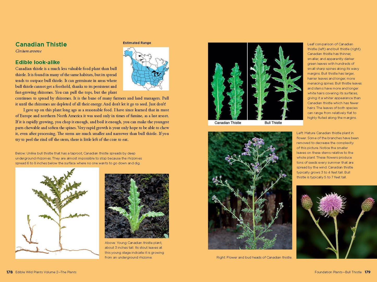 Edible Wild Plants, Vol. 2: Wild Foods from Foraging to Feasting