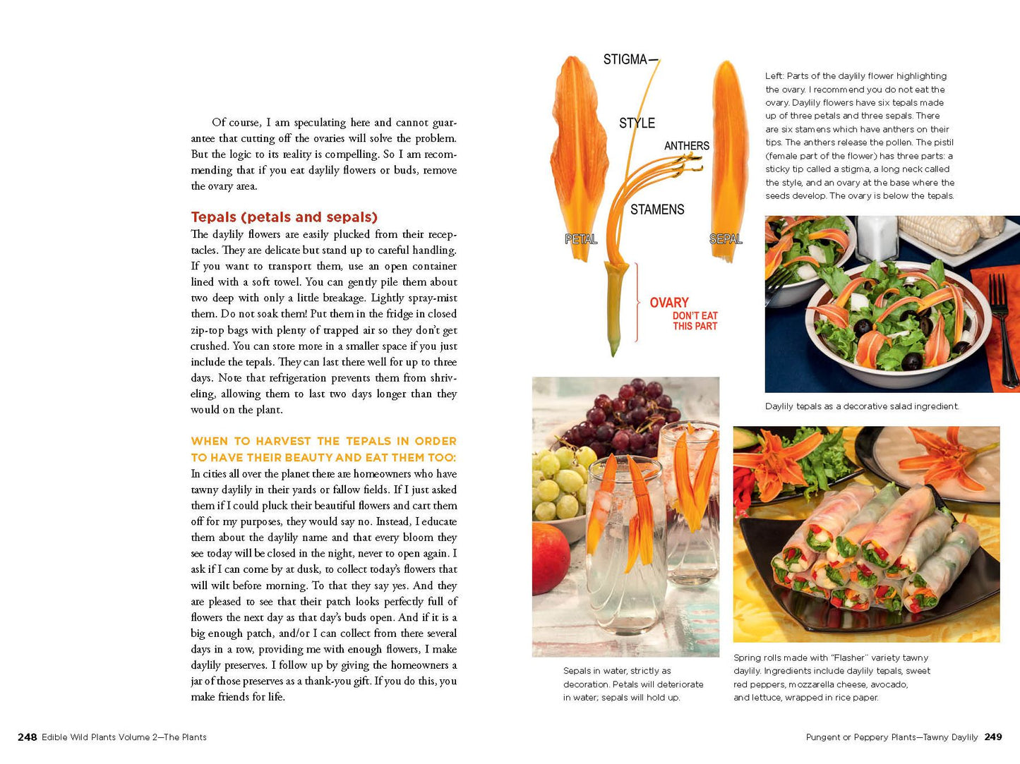 Edible Wild Plants, Vol. 2: Wild Foods from Foraging to Feasting