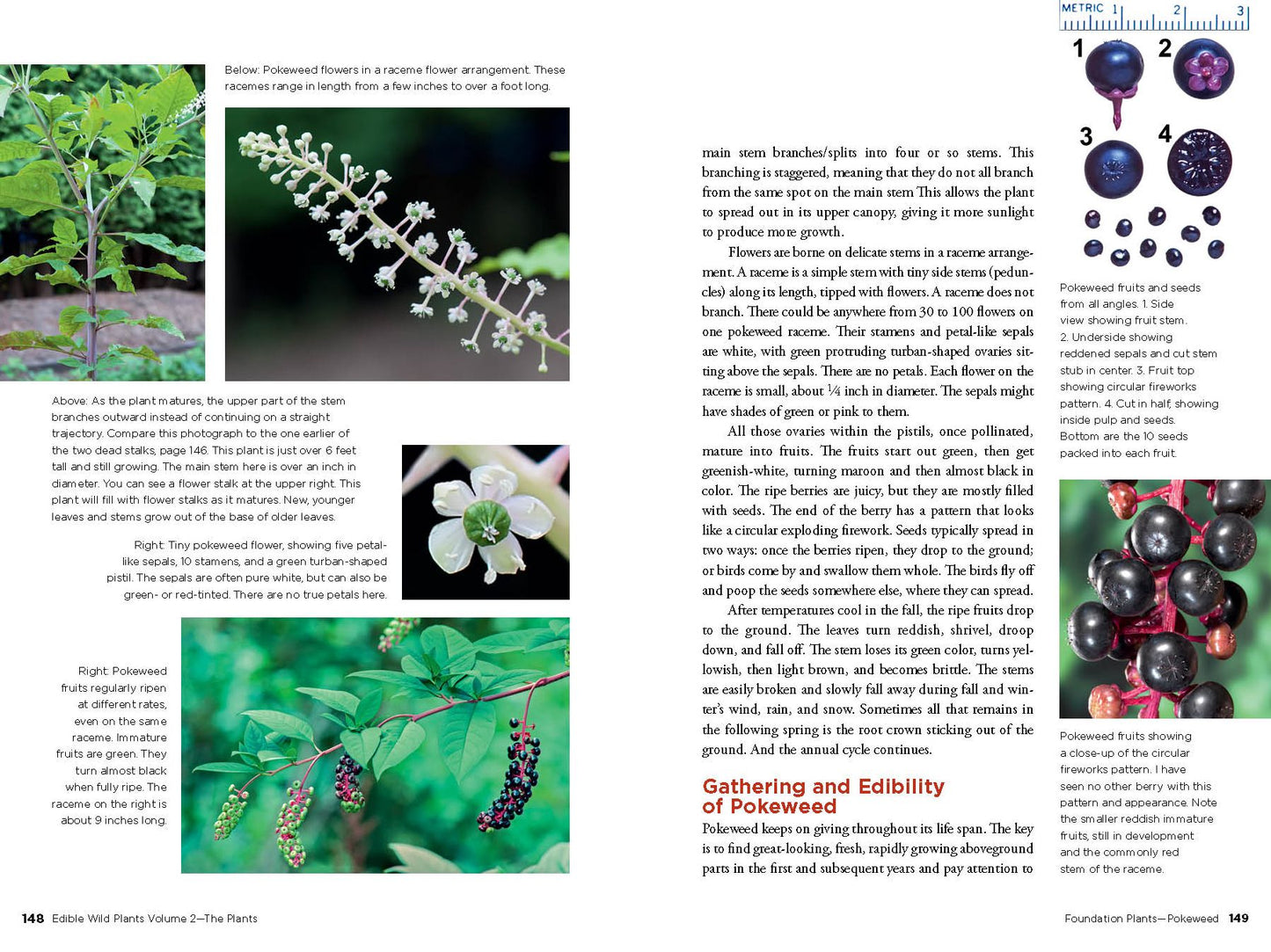 Edible Wild Plants, Vol. 2: Wild Foods from Foraging to Feasting