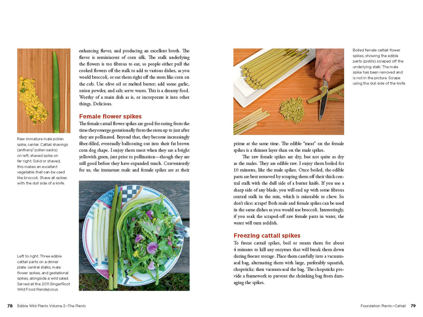 Edible Wild Plants, Vol. 2: Wild Foods from Foraging to Feasting