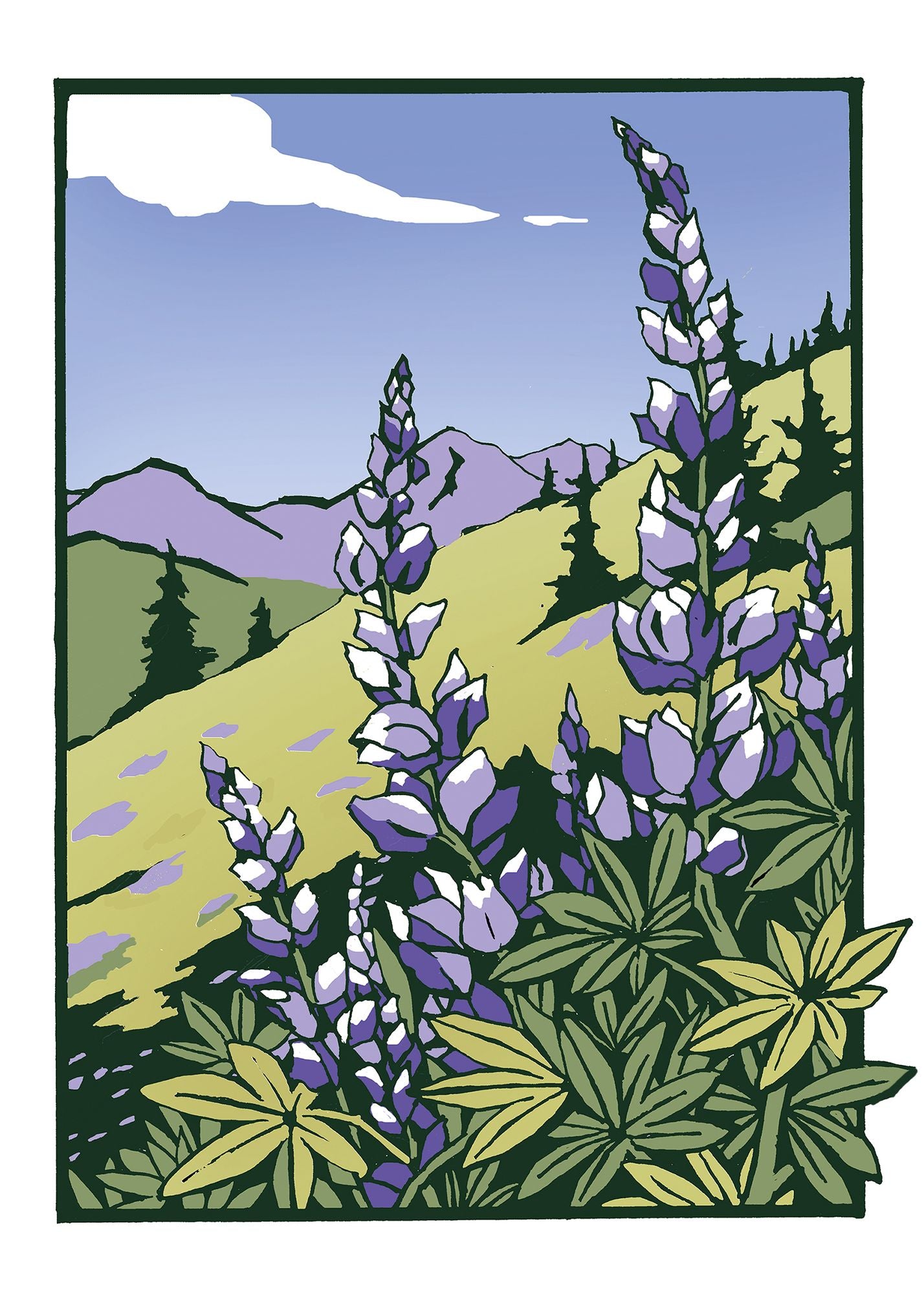 Lupines (boxed)