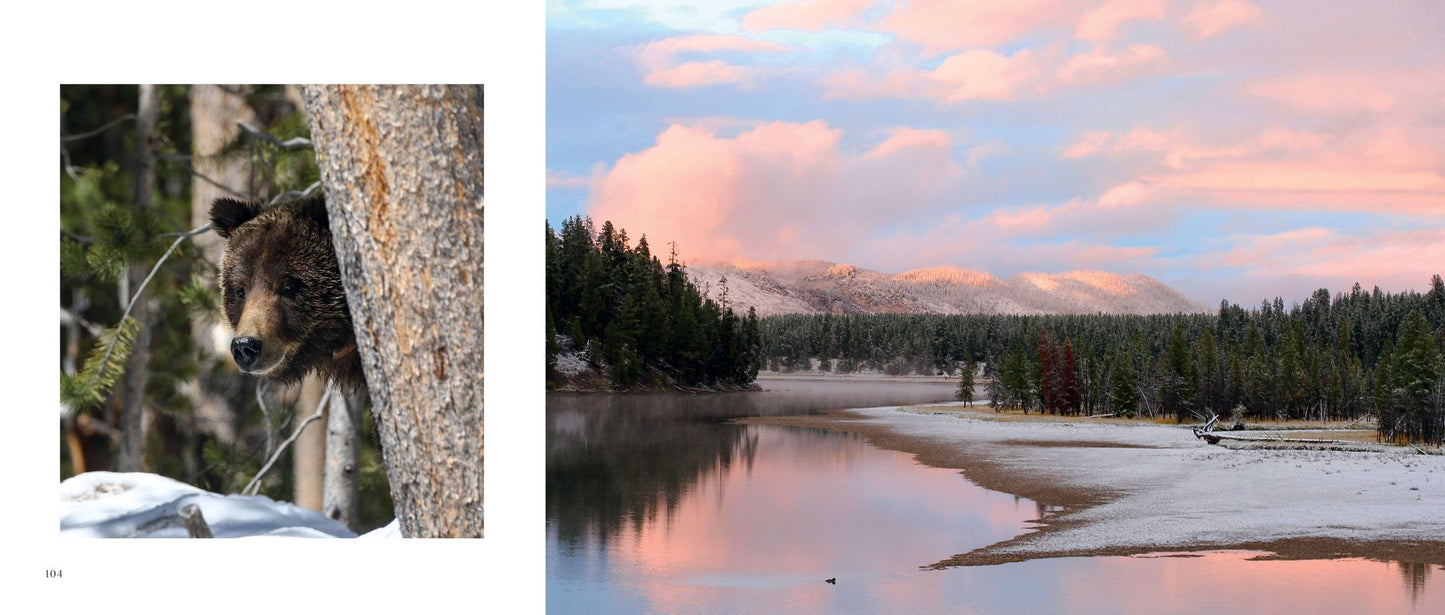 Bears: The Mighty Grizzlies of the West