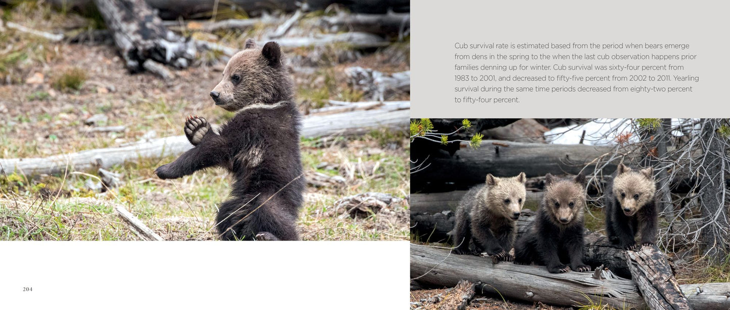 Bears: The Mighty Grizzlies of the West