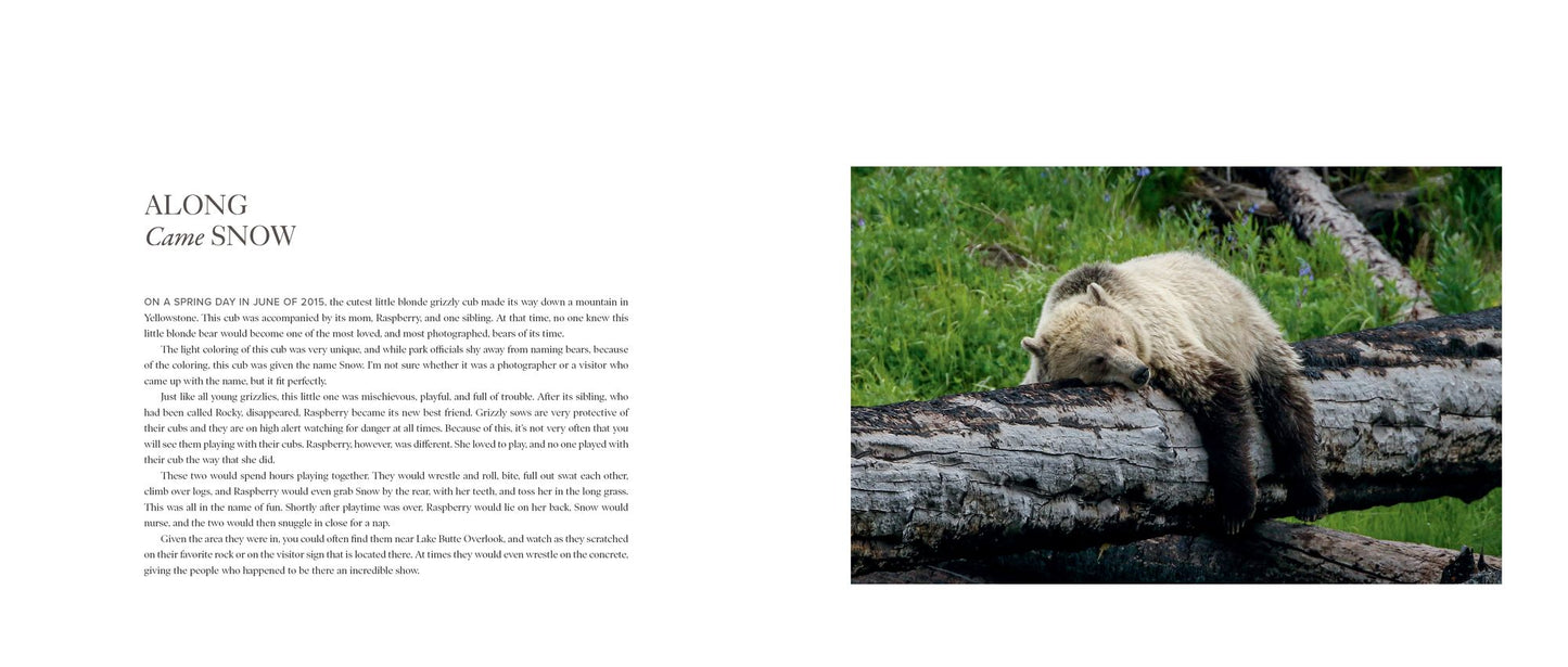 Bears: The Mighty Grizzlies of the West