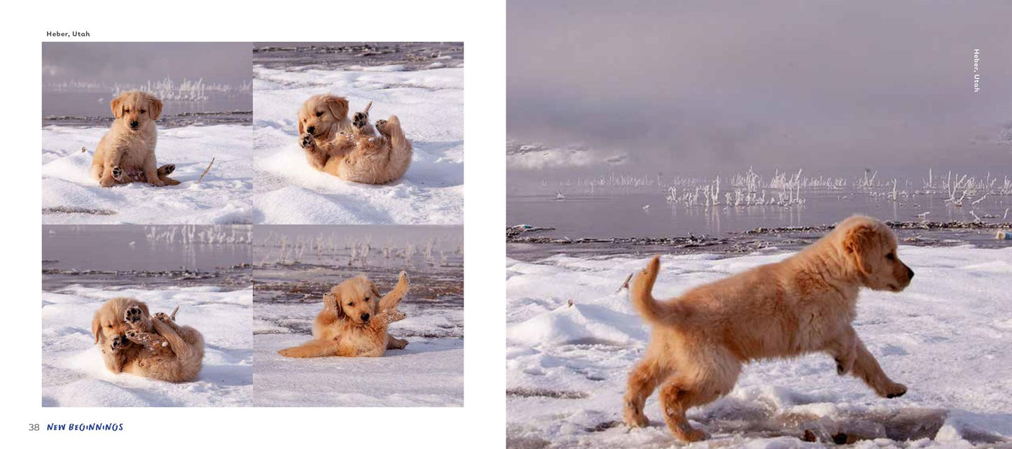 Life is Golden: What I've Learned from the World's Most Adventurous Dog