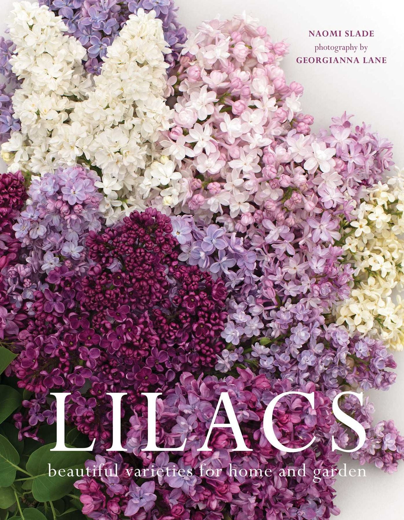 Lilacs: Beautiful Varieties for Home and Garden