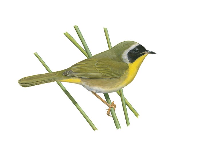 National Geographic Field Guide to the Birds of North America