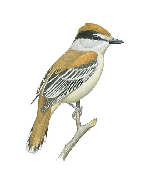National Geographic Field Guide to the Birds of North America